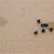 Replacement Handguard Screws for CODA Evolution Handguards